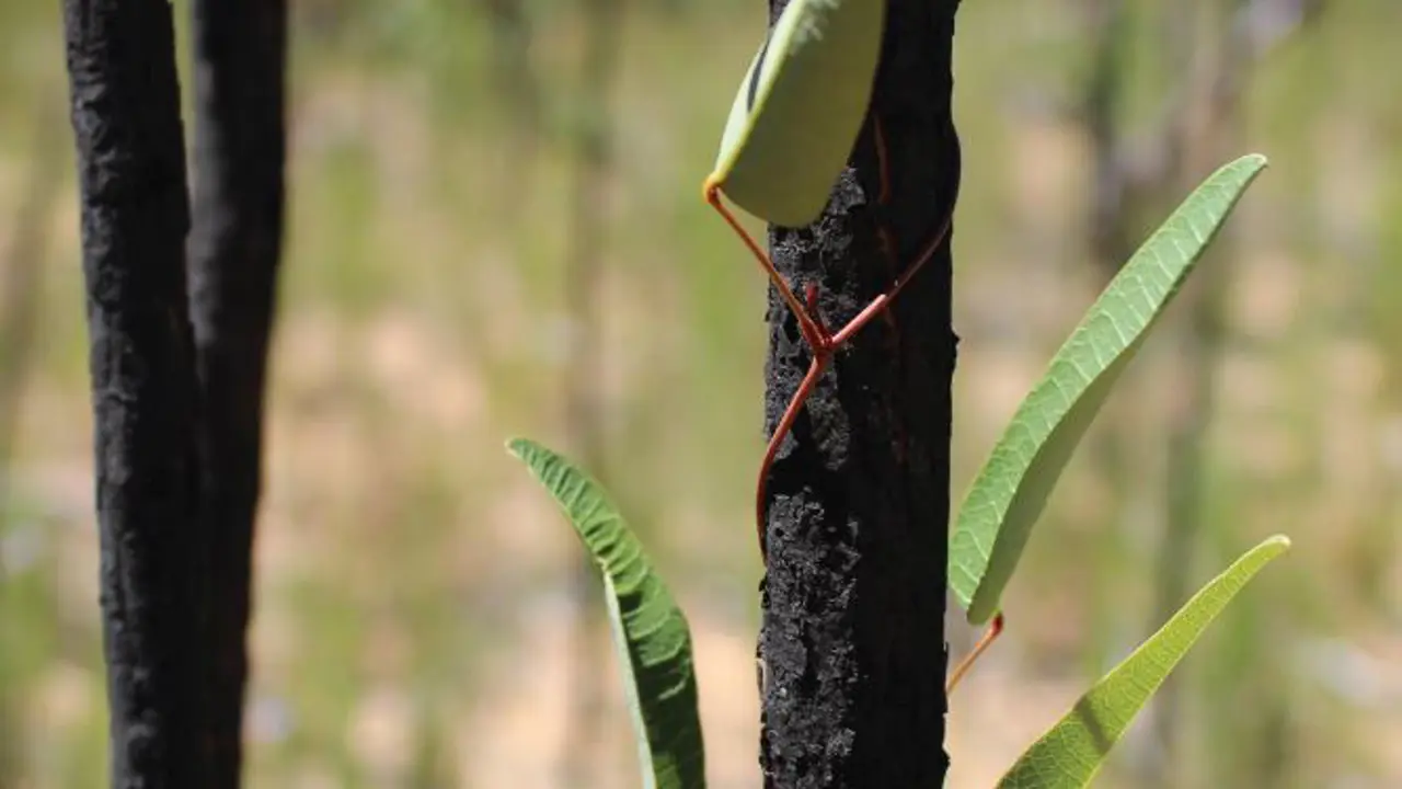Saltbush - Winter 2025